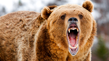 headline_grizzly-bear.jpg