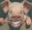 Smile.webp